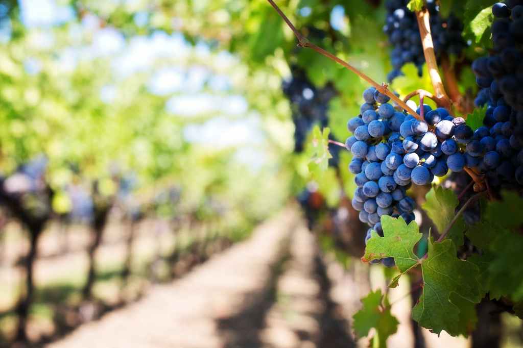 June 2023 North Fork Winery Events
